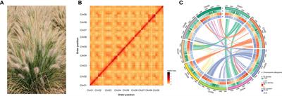 Chromosome-level reference genome assembly provides insights into the evolution of Pennisetum alopecuroides